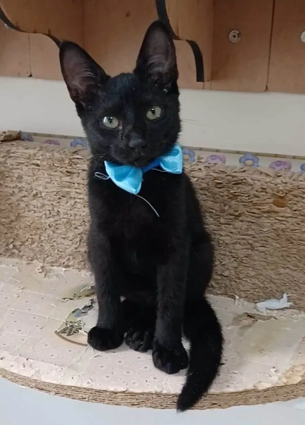 Gato ra a srd idade 2 a 6 meses nome DARK