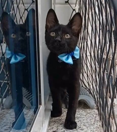 Gato ra a srd idade 2 a 6 meses nome DARK
