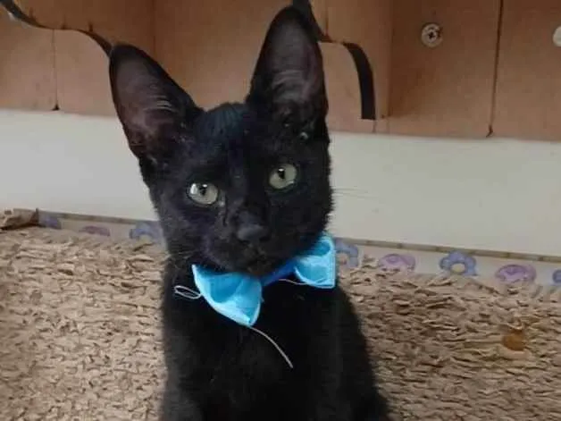 Gato ra a srd idade 2 a 6 meses nome DARK
