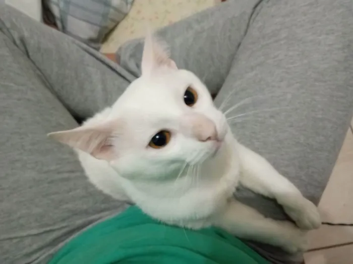Gato ra a Indefinida idade 6 ou mais anos nome Cell