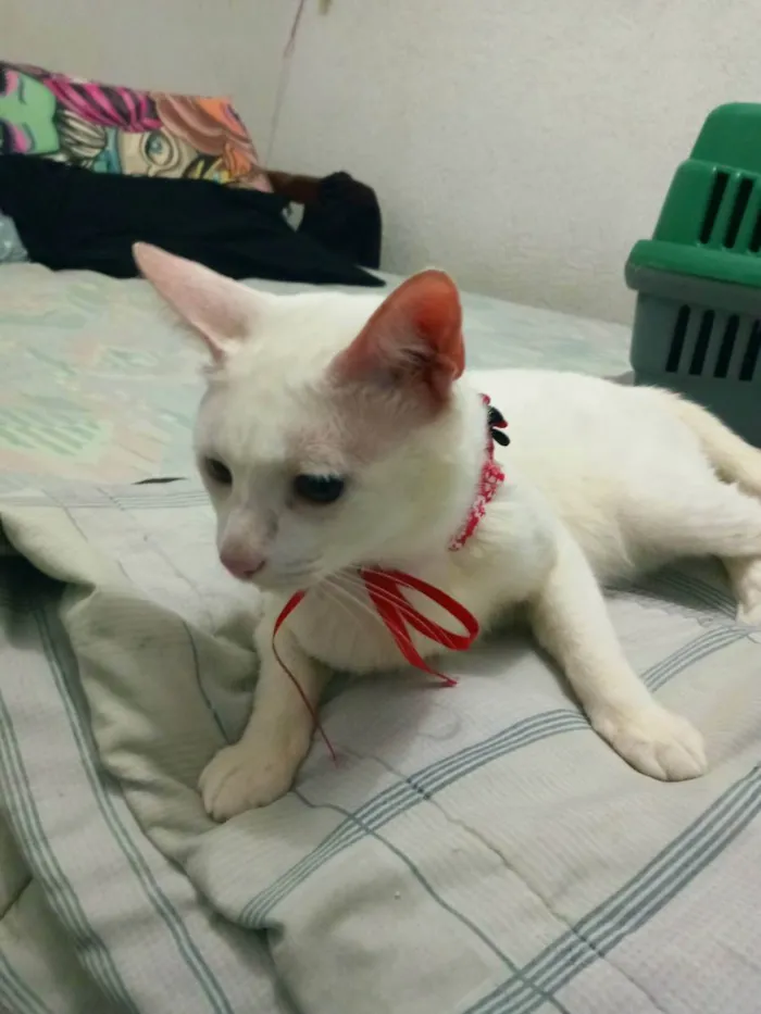 Gato ra a Indefinida idade 6 ou mais anos nome Cell