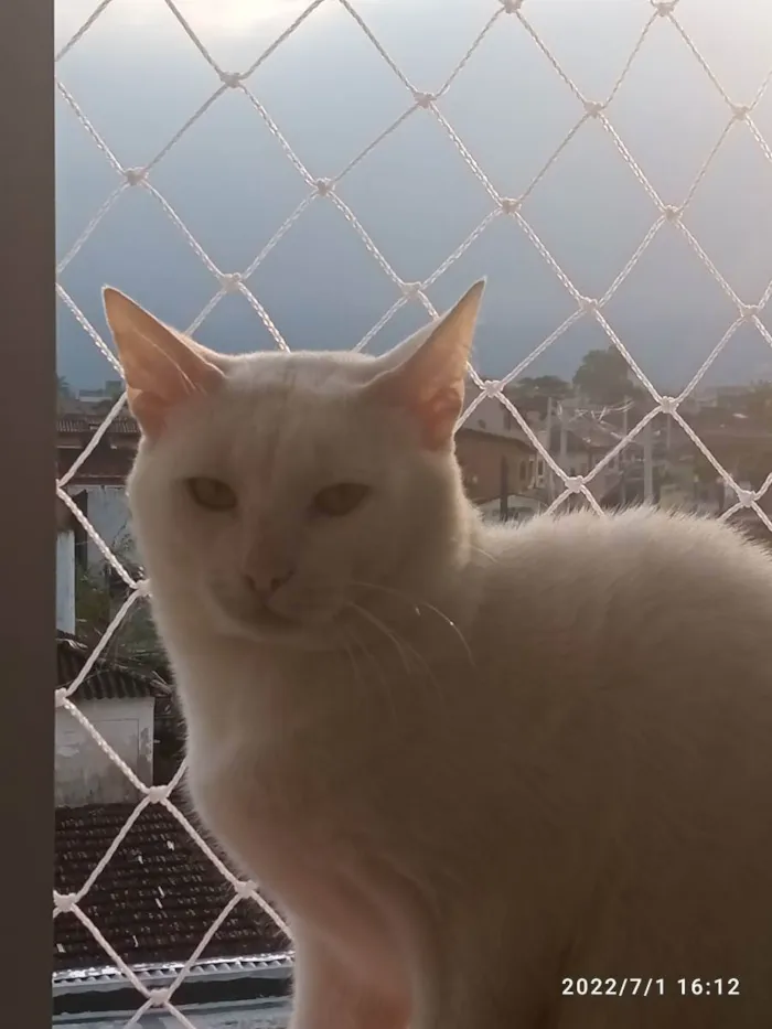 Gato ra a Indefinida idade 6 ou mais anos nome Cell