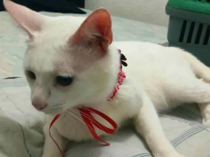 Gato ra a Indefinida idade 6 ou mais anos nome Cell
