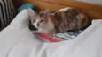 Princesa 