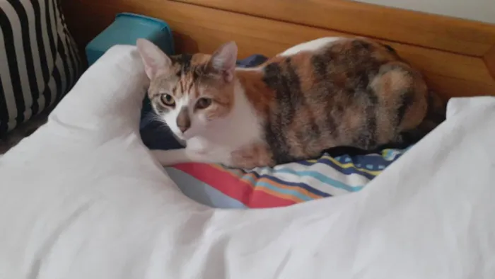 Gato ra a SRD idade 7 a 11 meses nome Princesa 