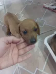 Caramelo
