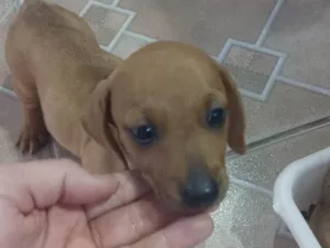 Cachorro raça Sasichinha  idade Abaixo de 2 meses nome Caramelo 