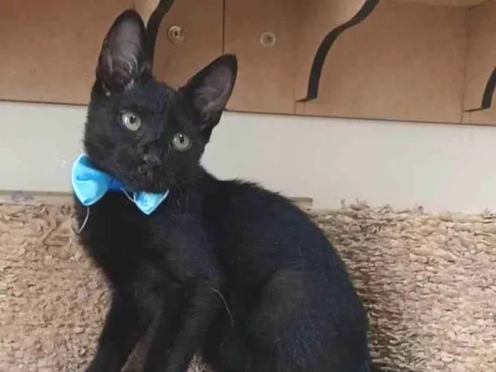 Gato ra a srd idade 2 a 6 meses nome DARK