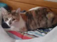 Princesa 