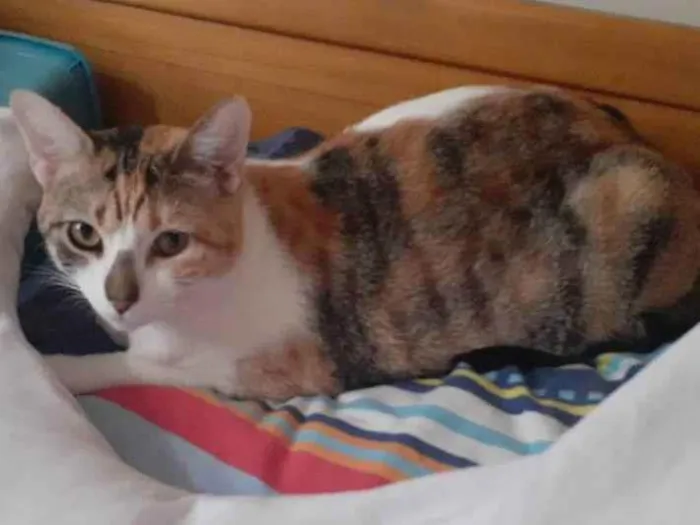 Gato ra a SRD idade 7 a 11 meses nome Princesa 