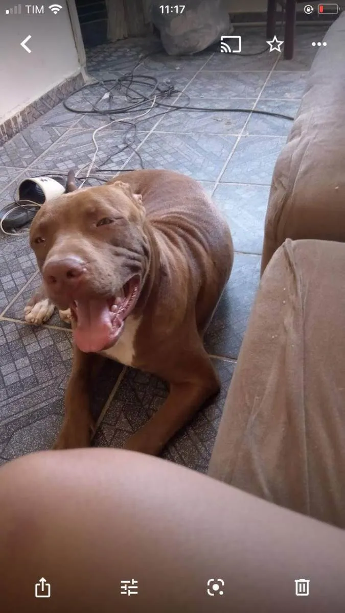 Cachorro ra a Pitbull com bulli idade 1 ano nome Apolo