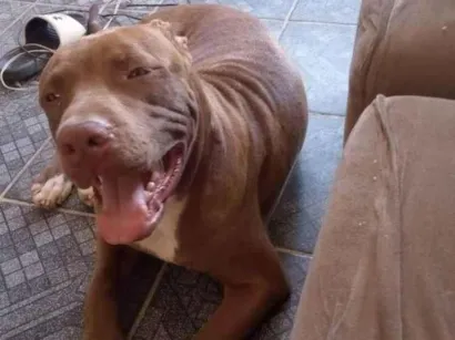 Cachorro raça Pitbull com bulli idade 1 ano nome Apolo