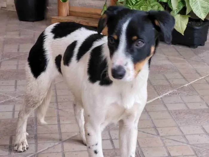 Cachorro ra a Vira-lata idade 7 a 11 meses nome Bob