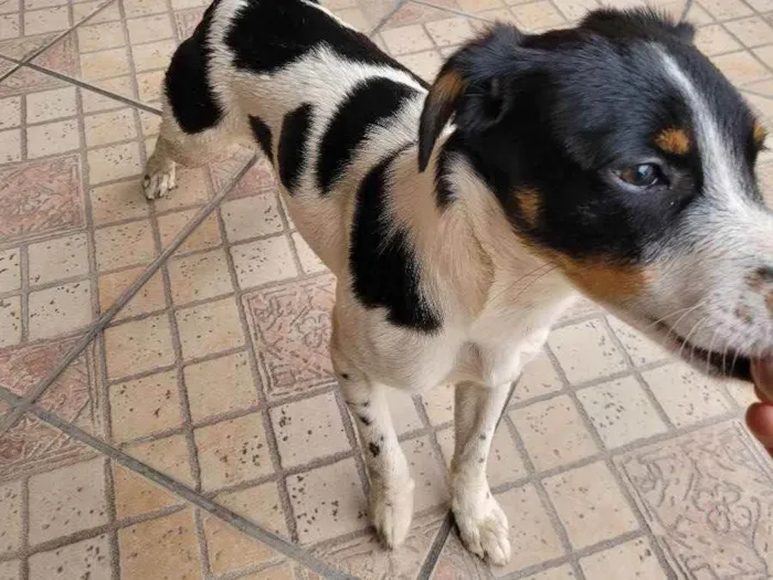 Cachorro ra a Vira-lata idade 7 a 11 meses nome Bob