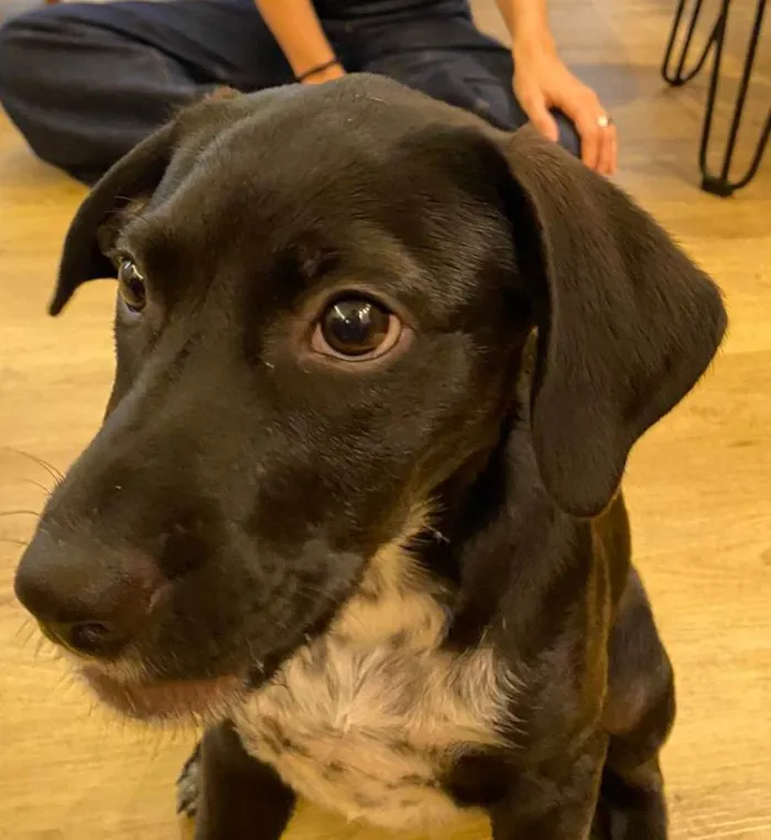 Cachorro ra a viralata idade 2 a 6 meses nome Douglas