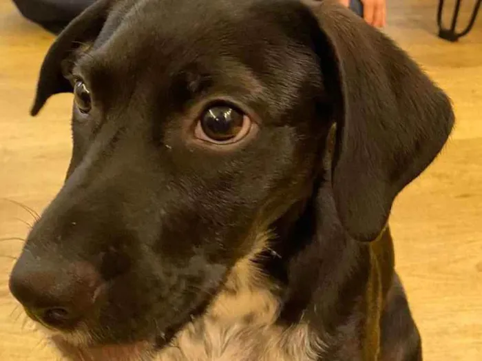 Cachorro ra a viralata idade 2 a 6 meses nome Douglas