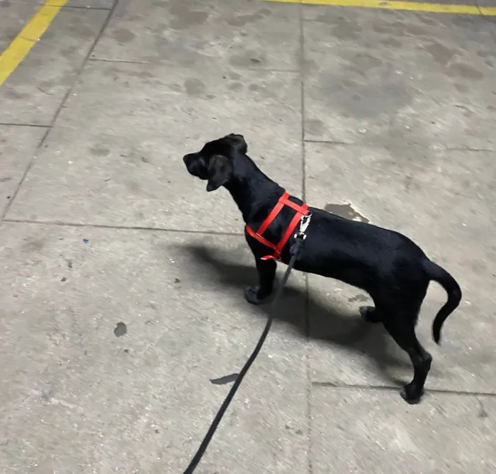 Cachorro ra a viralata idade 2 a 6 meses nome Douglas