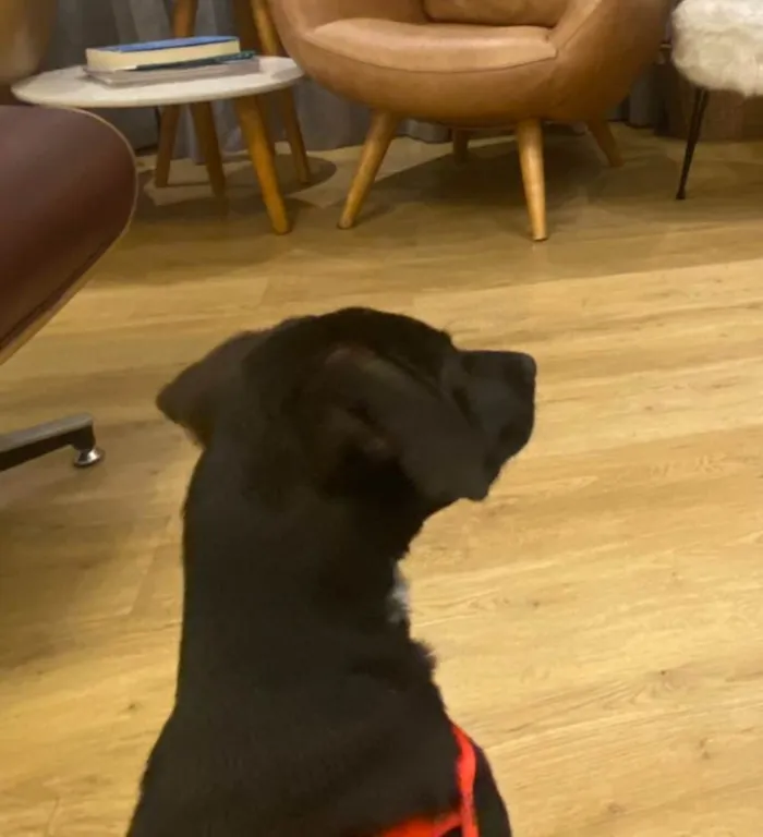 Cachorro ra a viralata idade 2 a 6 meses nome Douglas