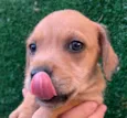 Cachorro raça SRD  idade Abaixo de 2 meses nome Sem Nome