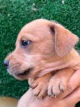 Cachorro raça SRD  idade Abaixo de 2 meses nome Sem Nome