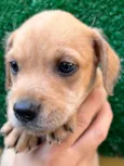 Cachorro raça SRD  idade Abaixo de 2 meses nome Sem Nome