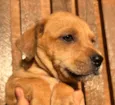 Cachorro raça SRD  idade Abaixo de 2 meses nome Sem Nome