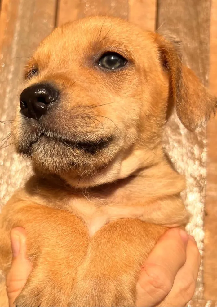 Cachorro raça SRD  idade Abaixo de 2 meses nome Sem Nome