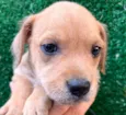 Cachorro raça SRD  idade Abaixo de 2 meses nome Sem Nome