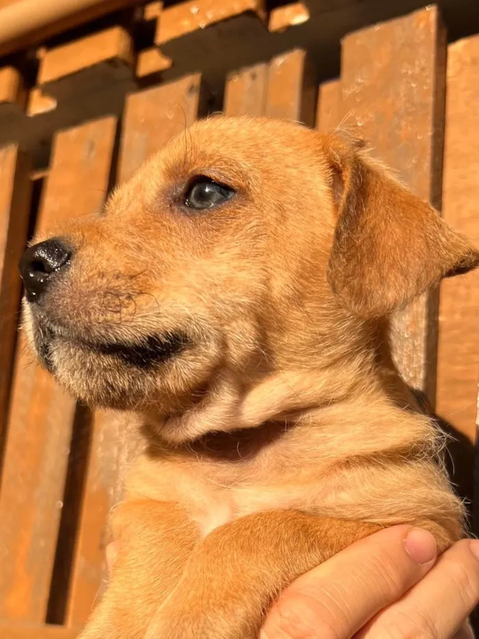 Cachorro raça SRD  idade Abaixo de 2 meses nome Sem Nome