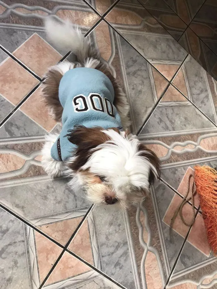 Cachorro raça Shitzu idade 1 ano nome Romeu / Shitzu