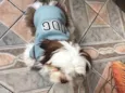 Cachorro raça Shitzu idade 1 ano nome Romeu / Shitzu