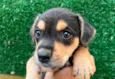 Cachorro raça SRD  idade Abaixo de 2 meses nome Sem Nome