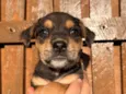 Cachorro raça SRD  idade Abaixo de 2 meses nome Sem Nome