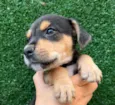 Cachorro raça SRD  idade Abaixo de 2 meses nome Sem Nome