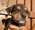 Cachorro raça SRD  idade Abaixo de 2 meses nome Sem Nome