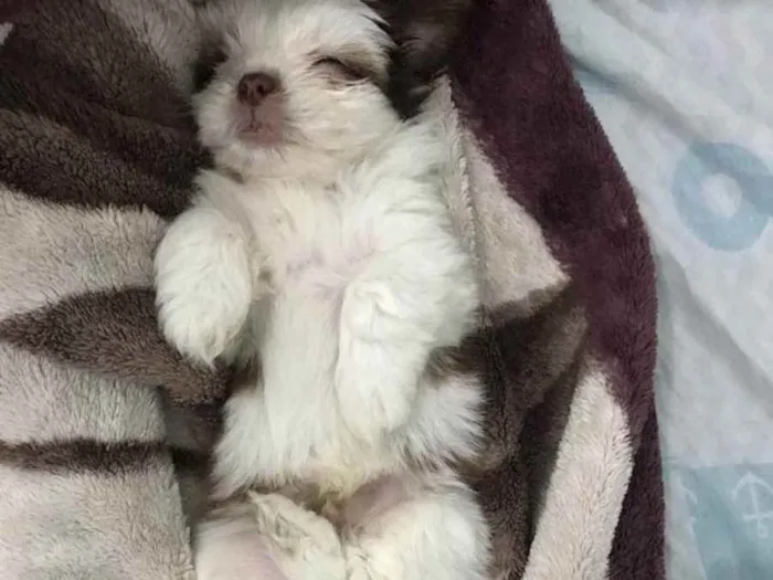 Cachorro raça Shitzu idade 1 ano nome Romeu / Shitzu