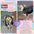 Pipoca