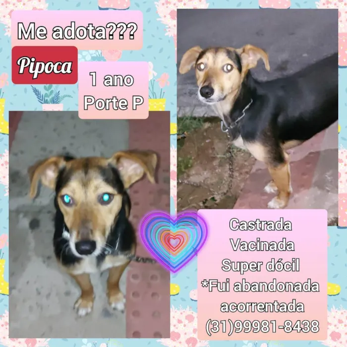 Cachorro raça SRD idade 1 ano nome Pipoca