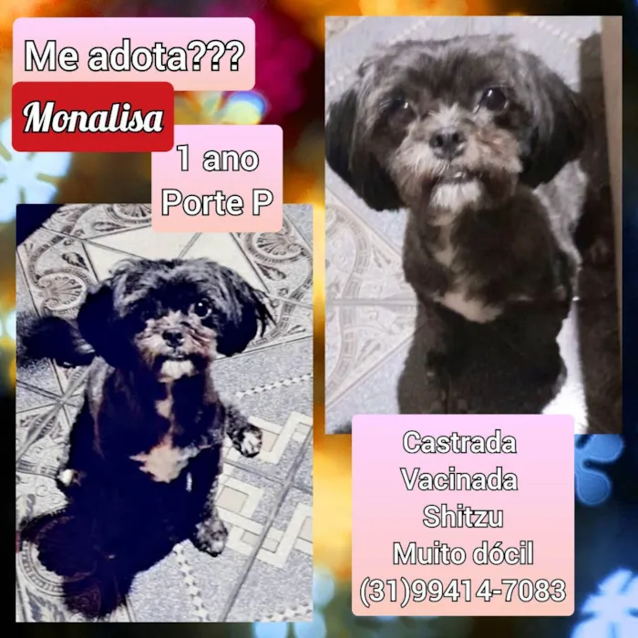 Cachorro raça Shitzu idade 1 ano nome Monalisa 