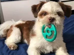Cachorro raça Shitzu idade 1 ano nome Romeu / Shitzu