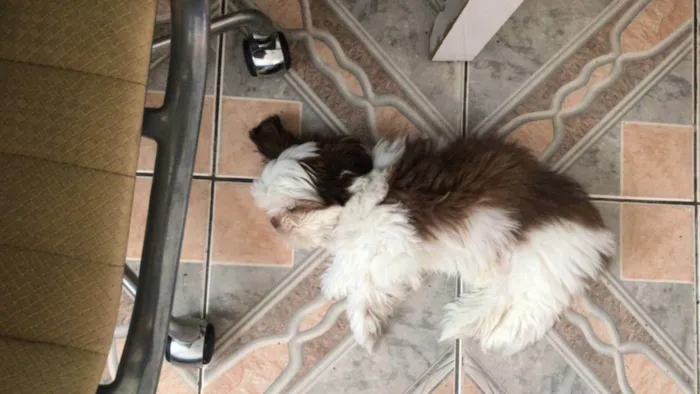 Cachorro raça Shitzu idade 1 ano nome Romeu / Shitzu