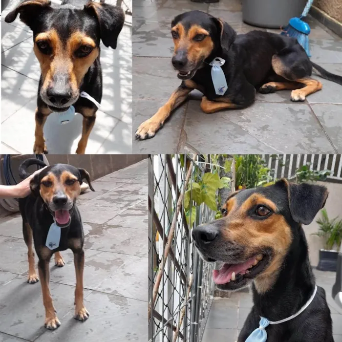 Cachorro raça SRD idade 2 anos nome Bento