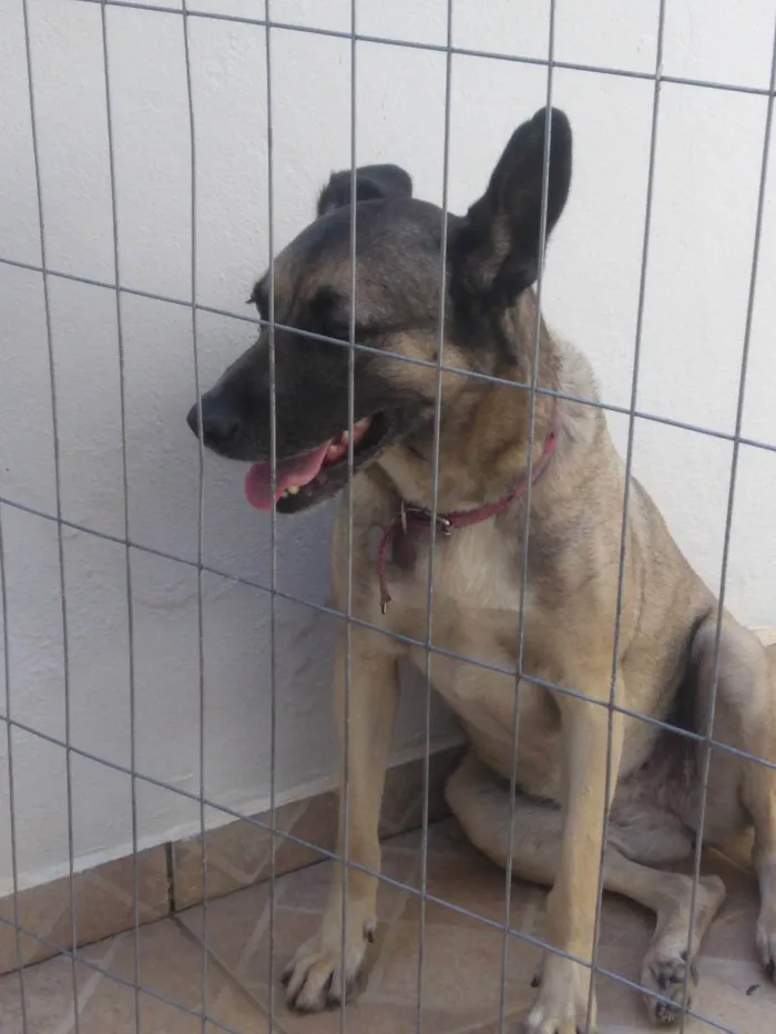Cachorro raça SRD idade 3 anos nome Sheeva 