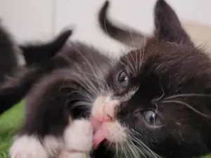 Gato raça SRD idade  nome Franco