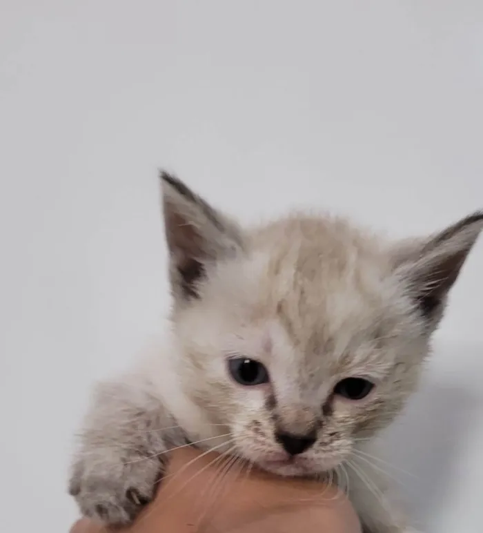 Gato raça SRD idade Abaixo de 2 meses nome Margareth