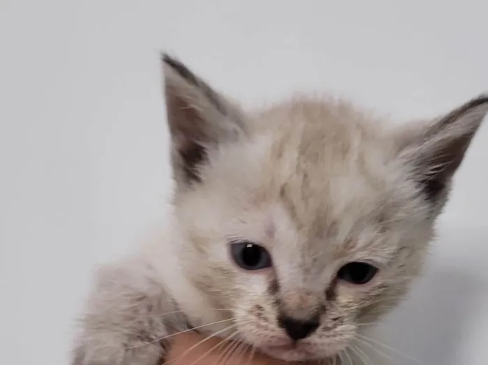 Gato raça SRD idade Abaixo de 2 meses nome Margareth