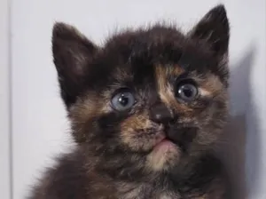 Gato raça SRD idade  nome Stella