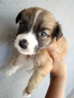 Cachorro raça Não sabemos idade Abaixo de 2 meses nome Sem nome