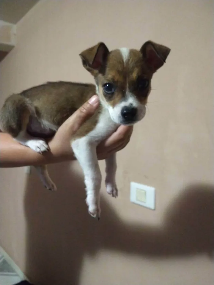 Cachorro raça Sem raça definida idade Abaixo de 2 meses nome Dara