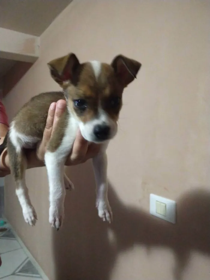 Cachorro raça Sem raça definida idade Abaixo de 2 meses nome Dara